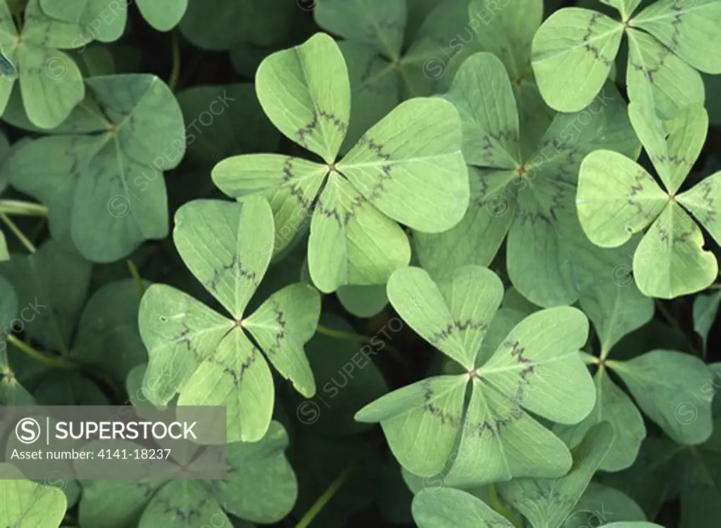 four leaf clover or 'good luck plant' oxalis deppei a symbol of good luck. native to southern north america.