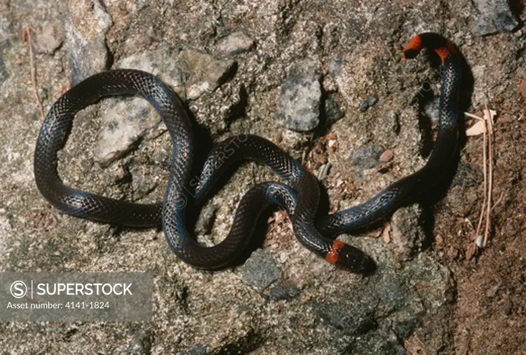 collared coral snake tail raised leptomicrurus collaris (resembles head) as defence 