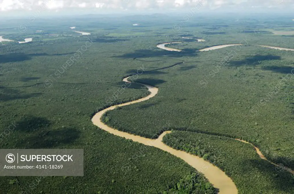 mangrove rainforest sabah, borneo.