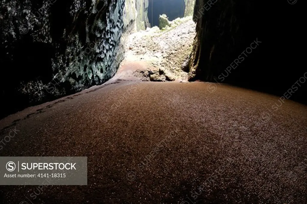 gomantong cave with guano and thousands of cockroaches on floor sabah, borneo, malaysia.