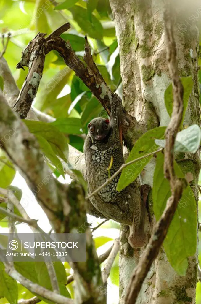 flying lemur cynocephalus variegatus bako park, sarawak, malaysia