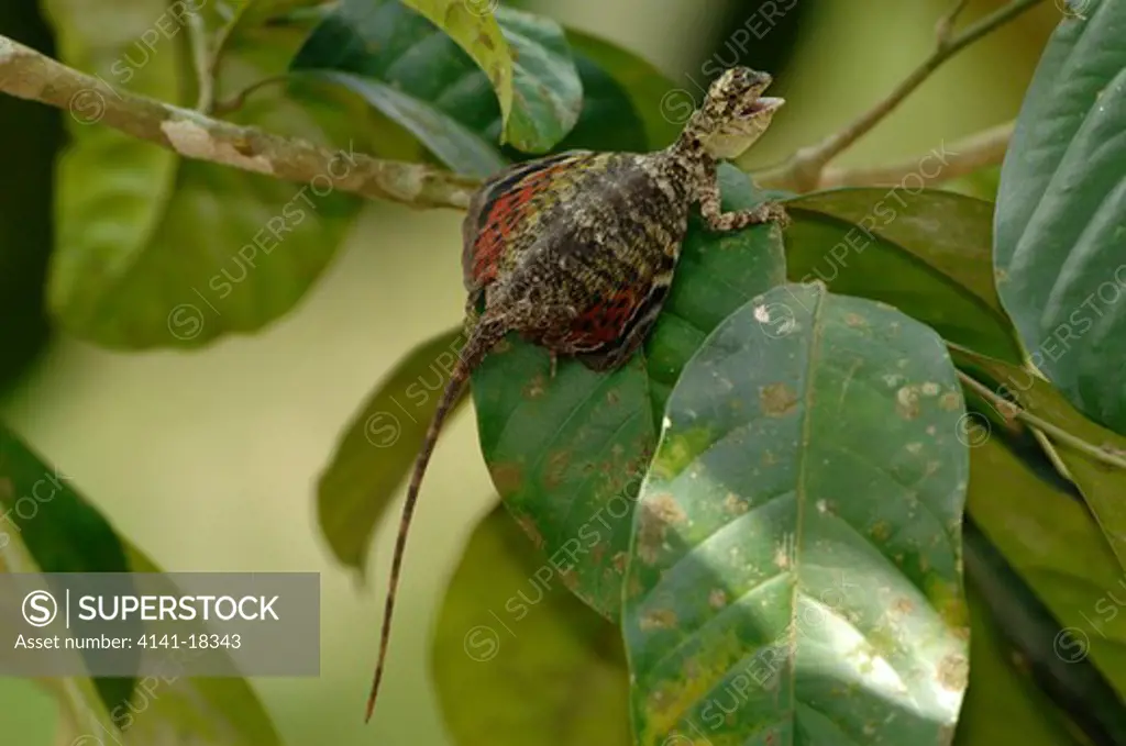 flying lizard draco cornutus gunther sabah, malaysia