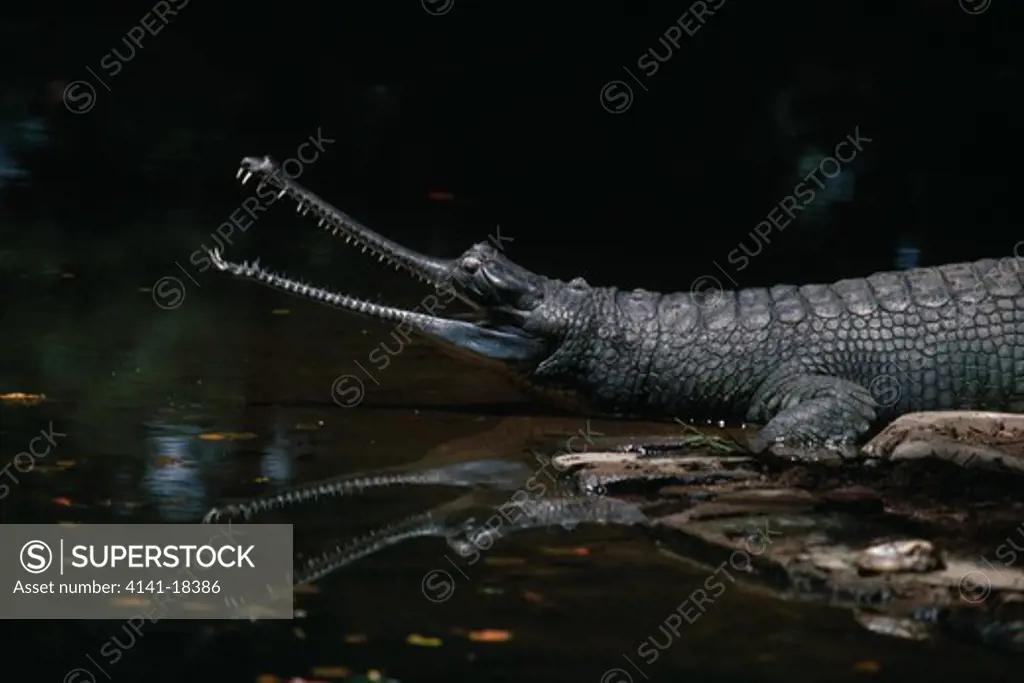 gavial or gharial gavialis gangeticus endangered species