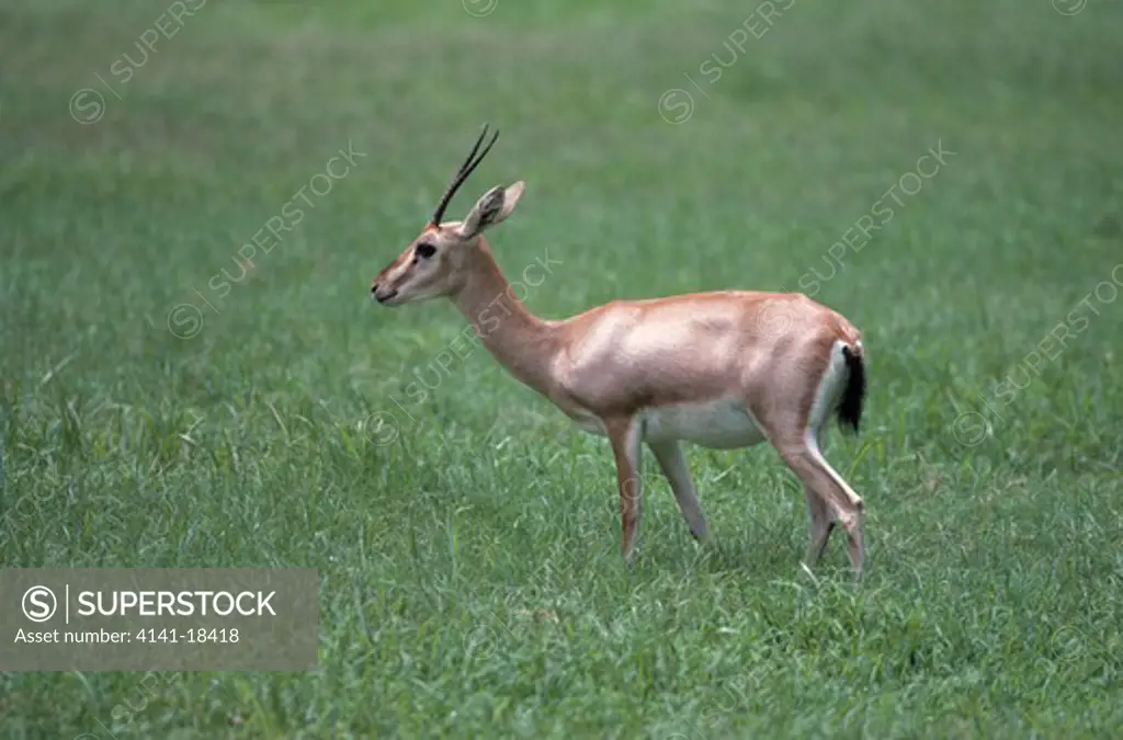 goitered gazelle gazella subgutturosa india 
