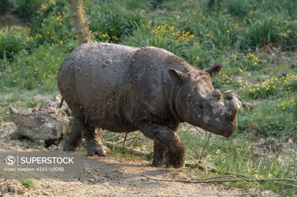 sumatran rhinoceros dicerorhinus sumatrensis south east asia endangered