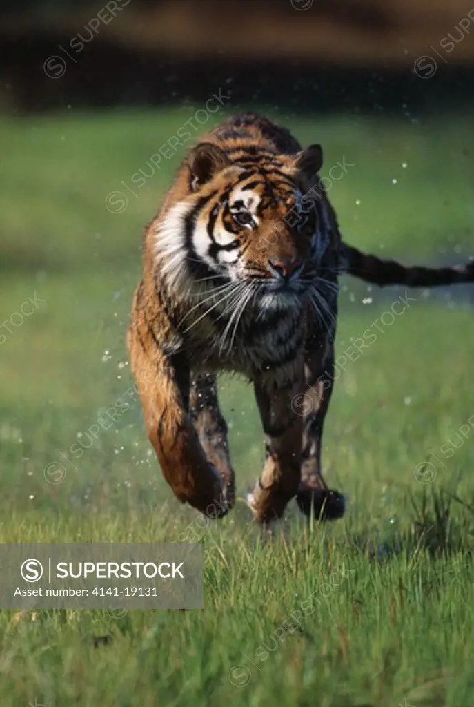 bengal tiger running panthera tigris tigris endangered species 