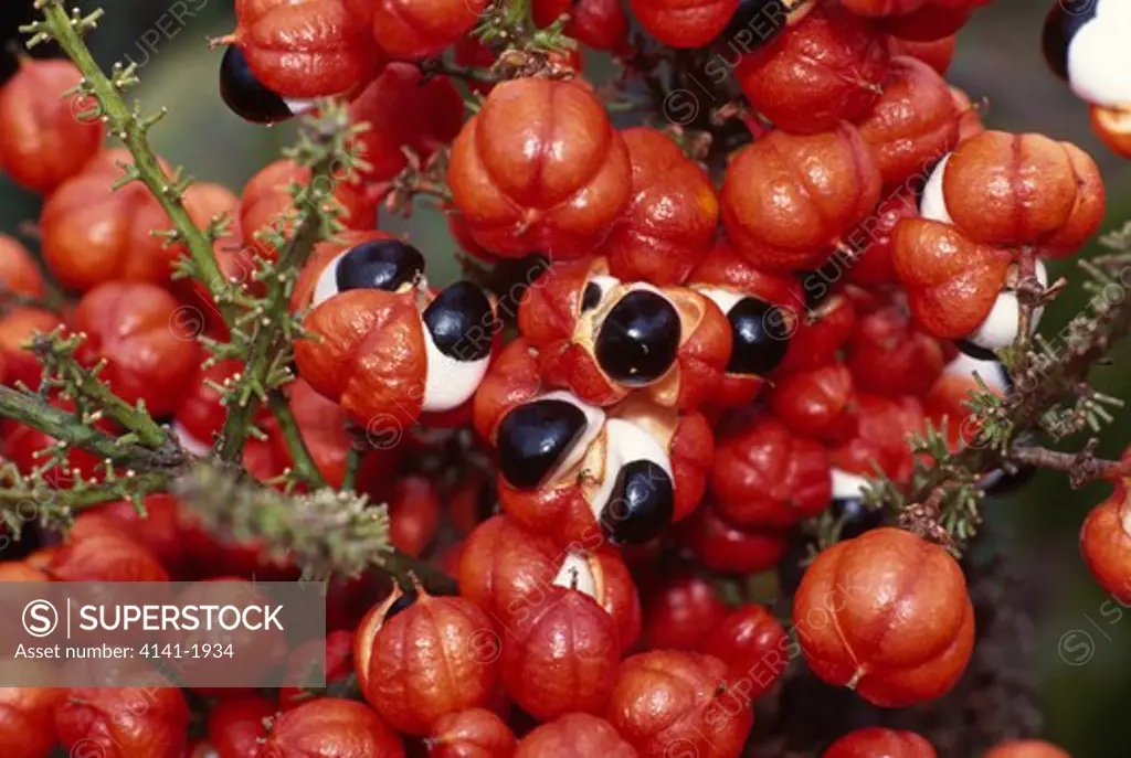 guarana branch with fruit paullinia cupana var. sorbitis amazonia, brazil used by locals for medicinal purposes