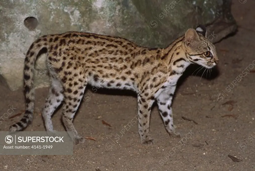 tiger cat or oncilla felis tigrinus brazil