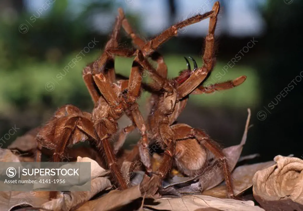 goliath bird-eating spiders terraphosa lebondi mating french guiana. world's largest spider. 
