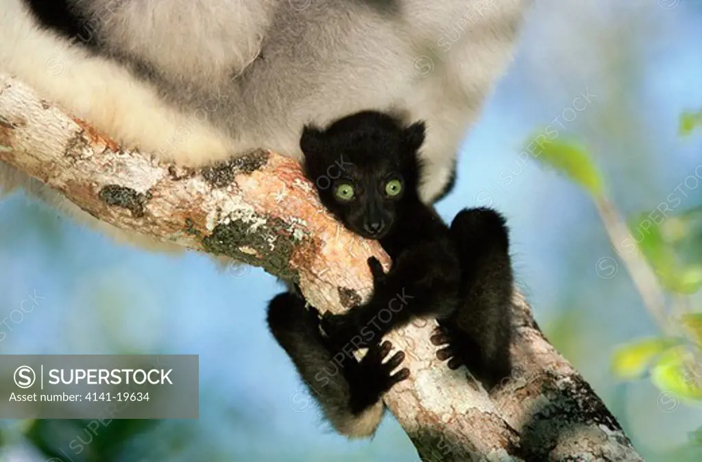 indri baby clinging to branch indri indri perinet rainforest, madagascar endangered species