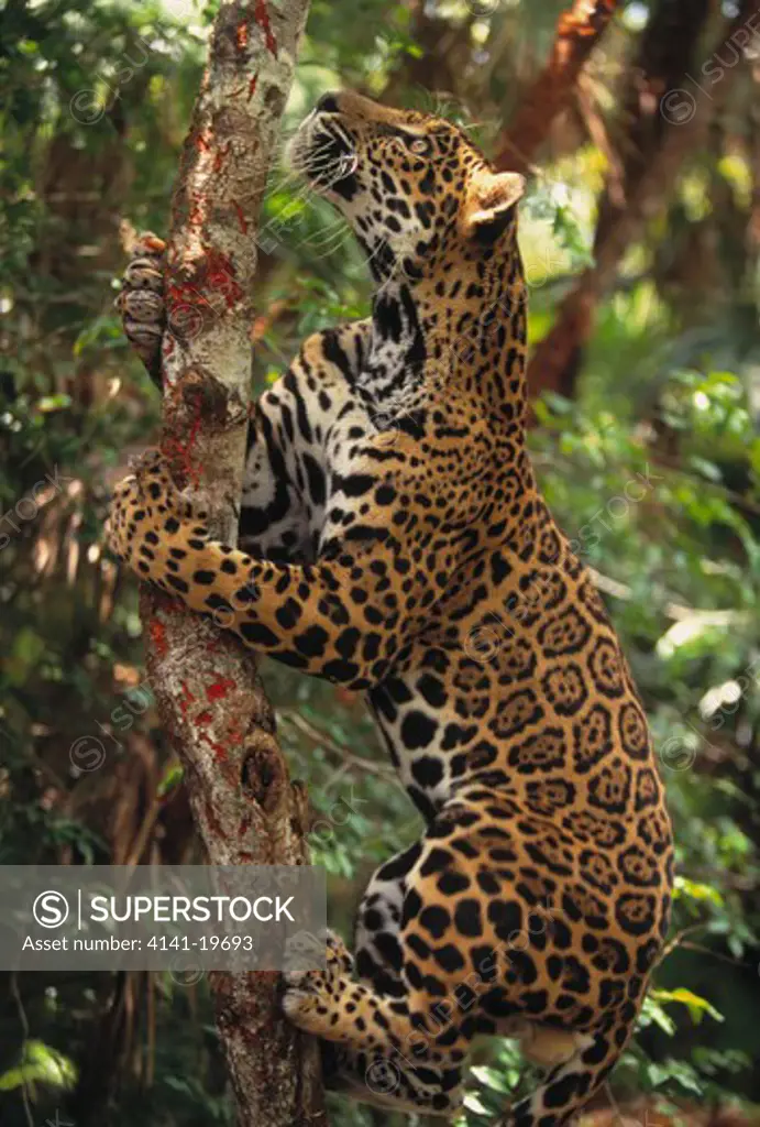 jaguar climbing tree panthera onca belize, central america.