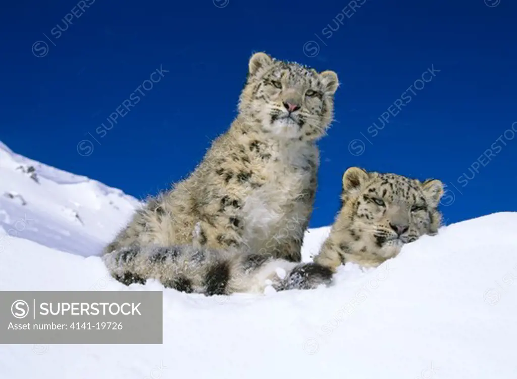 snow leopards panthera uncia two young in snow. endangered species.