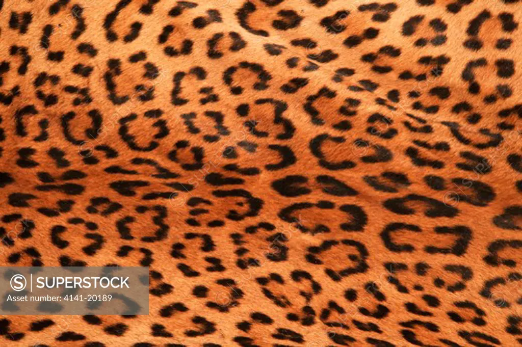 asian leopard coat showing markings panthera pardus kotiya (skin from poached leopard) yala national park, sri lanka 