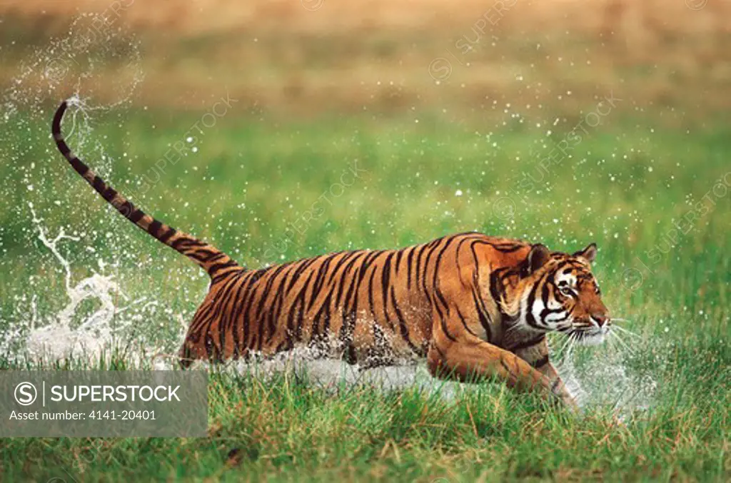 bengal tiger panthera tigris charging through water 