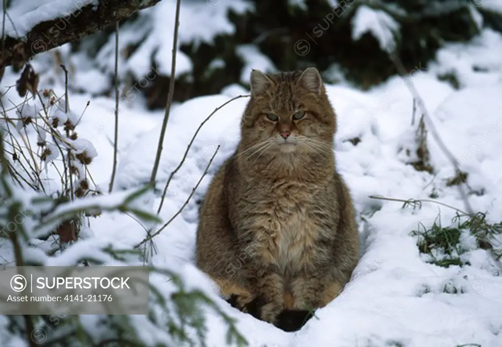 european wildcat felis sylvestris sitting in snow 