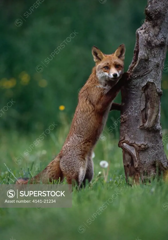 european red fox on hind legs vulpes vulpes at hollow tree