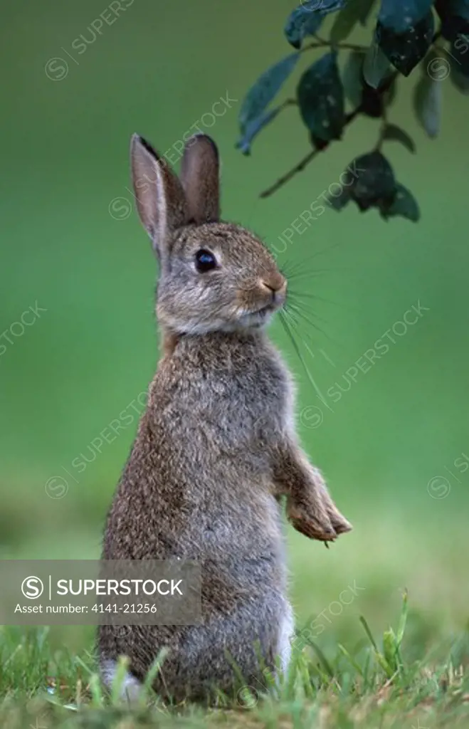 rabbit on hind quarters, alert oryctolagus cuniculus