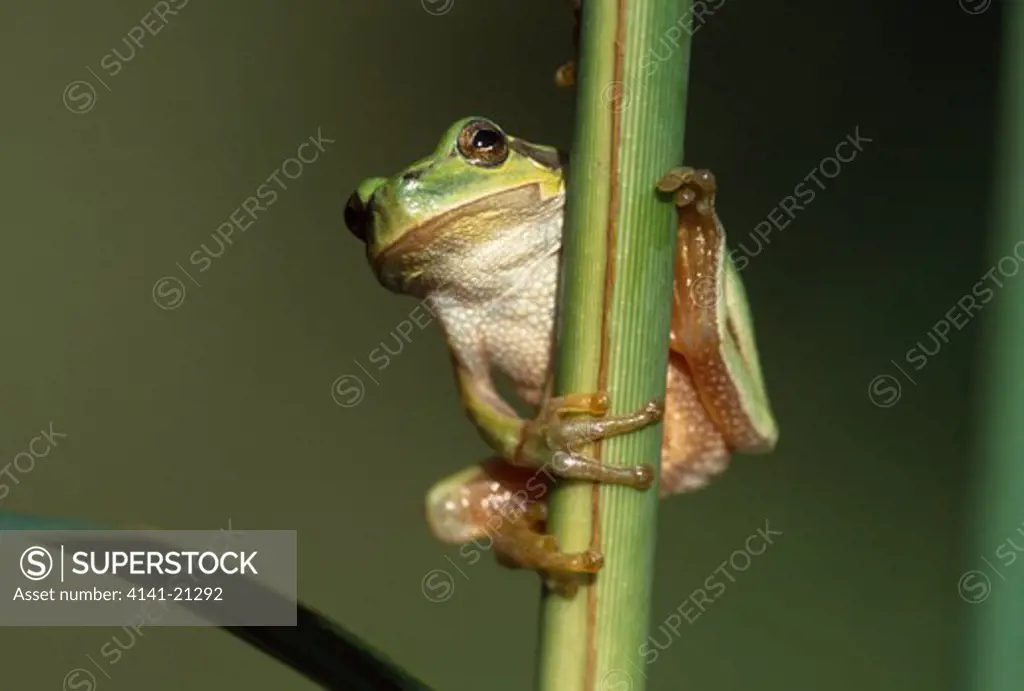 european tree frog hyla arborea on plant stem