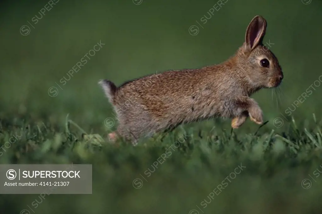 european rabbit oryctolagus cuniculus baby running