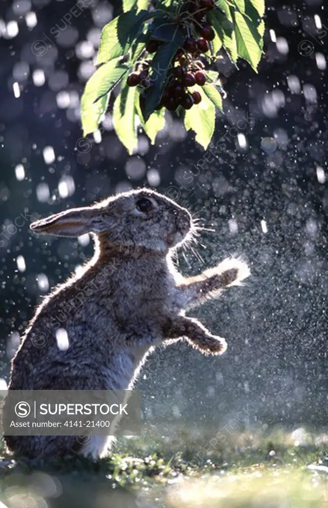 european rabbit in rain oryctolagus cuniculus