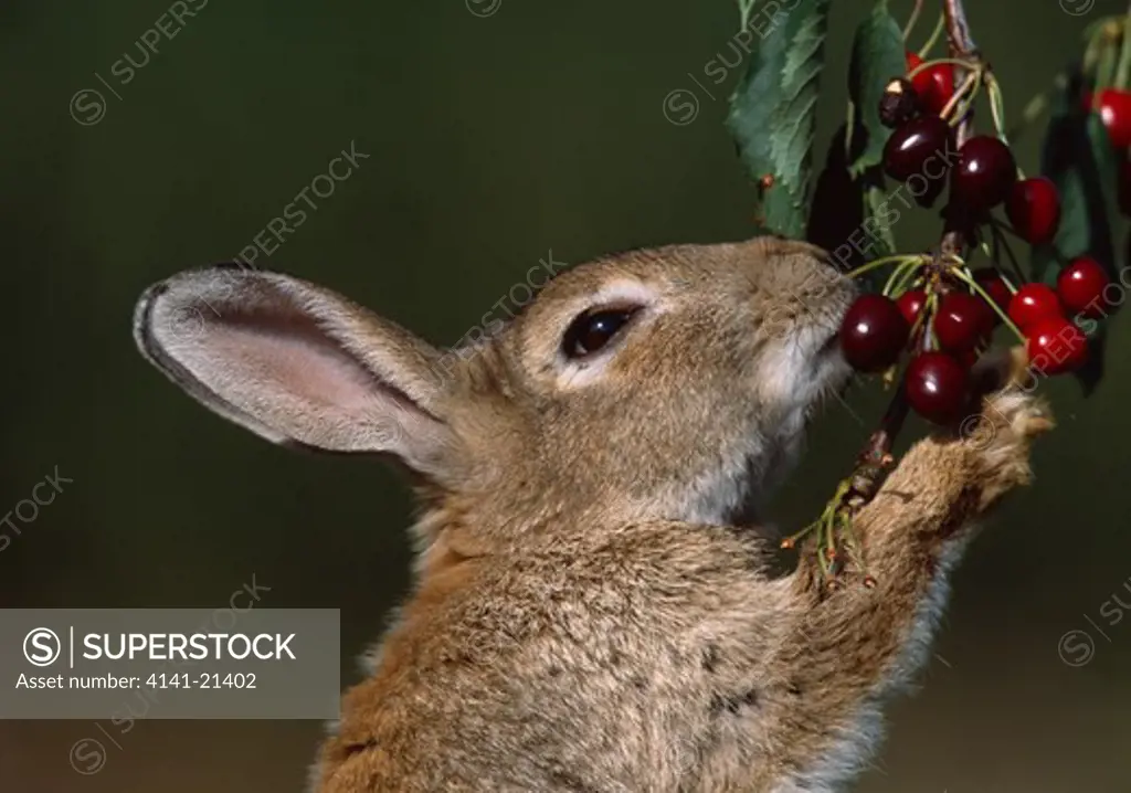 european rabbit eating cherries, oryctolagus cuniculus head detail