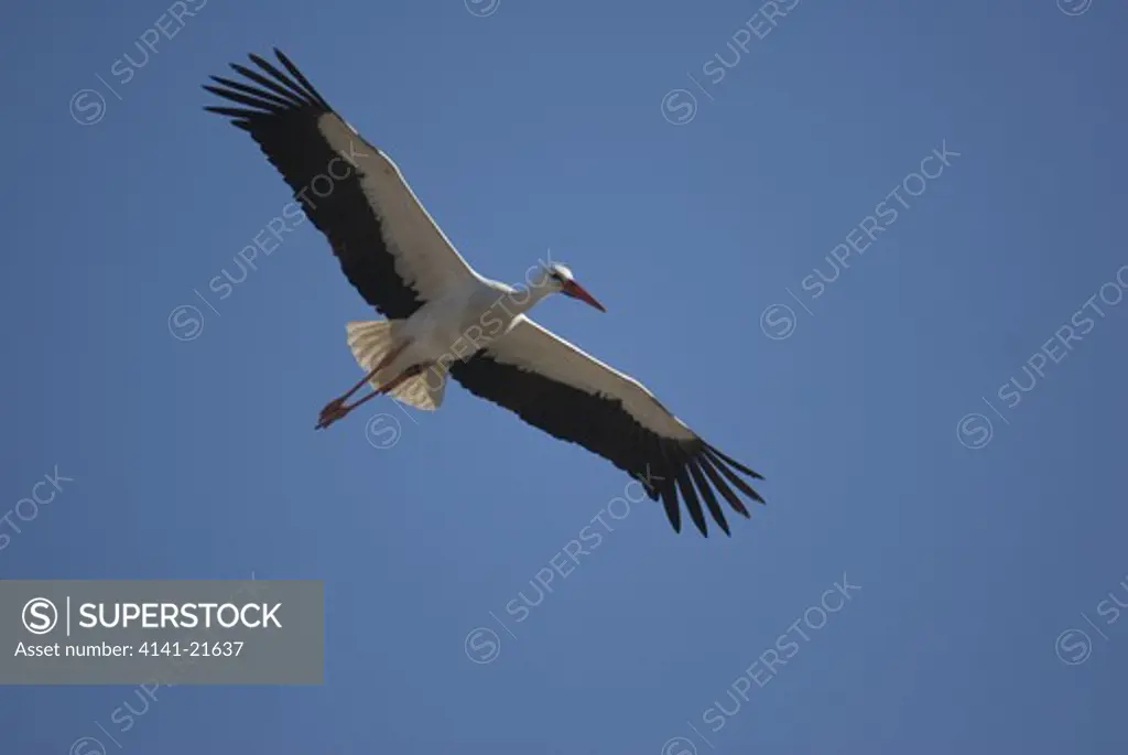 white stork (ciconia ciconia) in flight - SuperStock