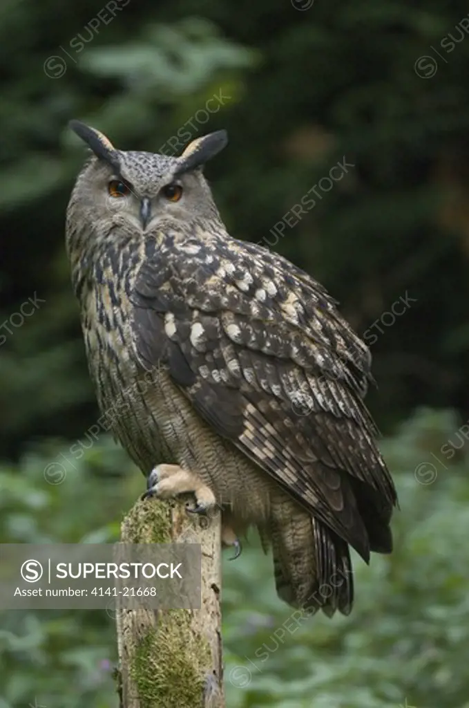 european eagle owl (bubo bubo)