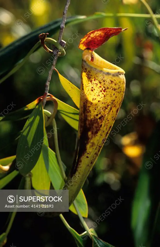 madagascar pitcher plant, nepenthes madagascarensis, fort dauphin, madagascar