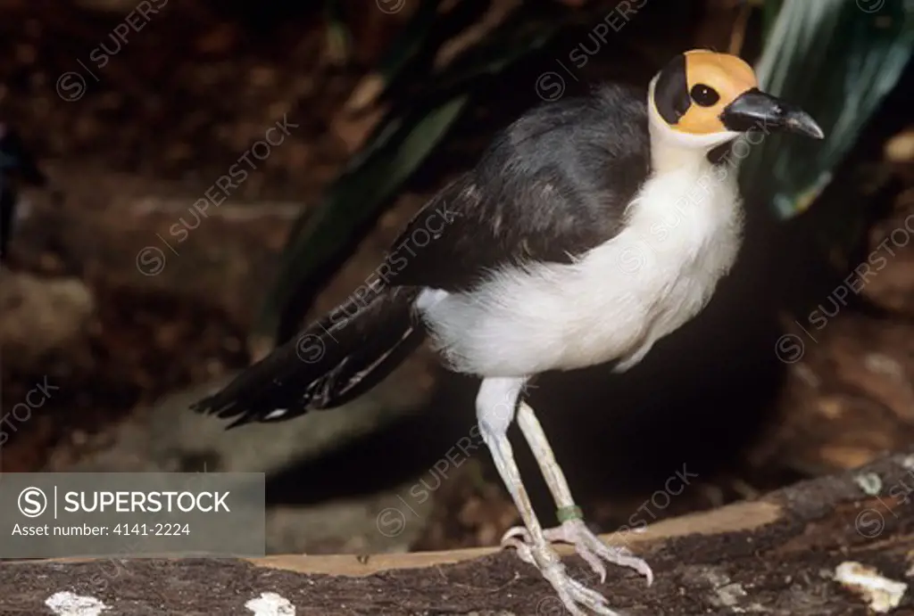 white-necked rockfowl picathartes gymnocephalus also known as bare-headed rockfowl. native to sierra leone, ghana & togo. endangered.