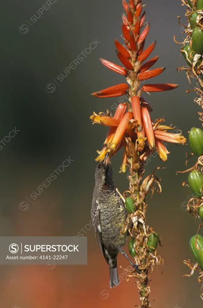 scarlet-chested sunbird female nectarinia senegalensis feeding on flower kruger national park, south africa.