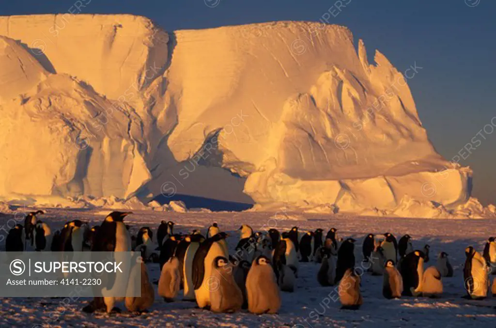 emperor penguin colony aptenodytes forsteri atka bay, antarctica 