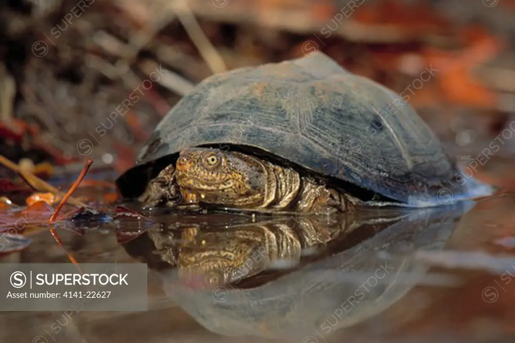 serrated hinged terrapin pelusios sinuatus kruger national park, south africa 