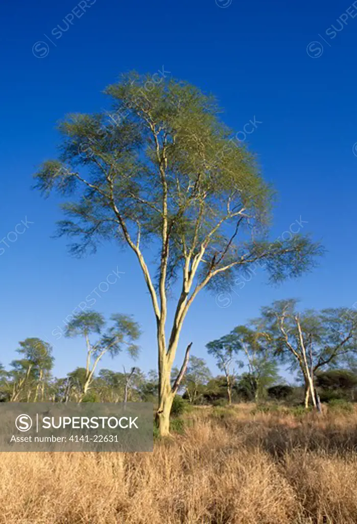 fever tree acacia xanthophloea kruger national park, south africa 