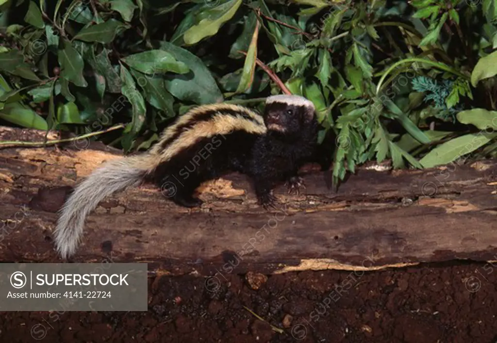 african striped weasel poecilogale albinucha kwazulu-natal, south africa 