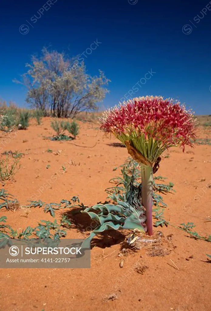 bushman poison bulb in flower boophane disticha kalahari, southern africa used for arrow poison and medicinal uses