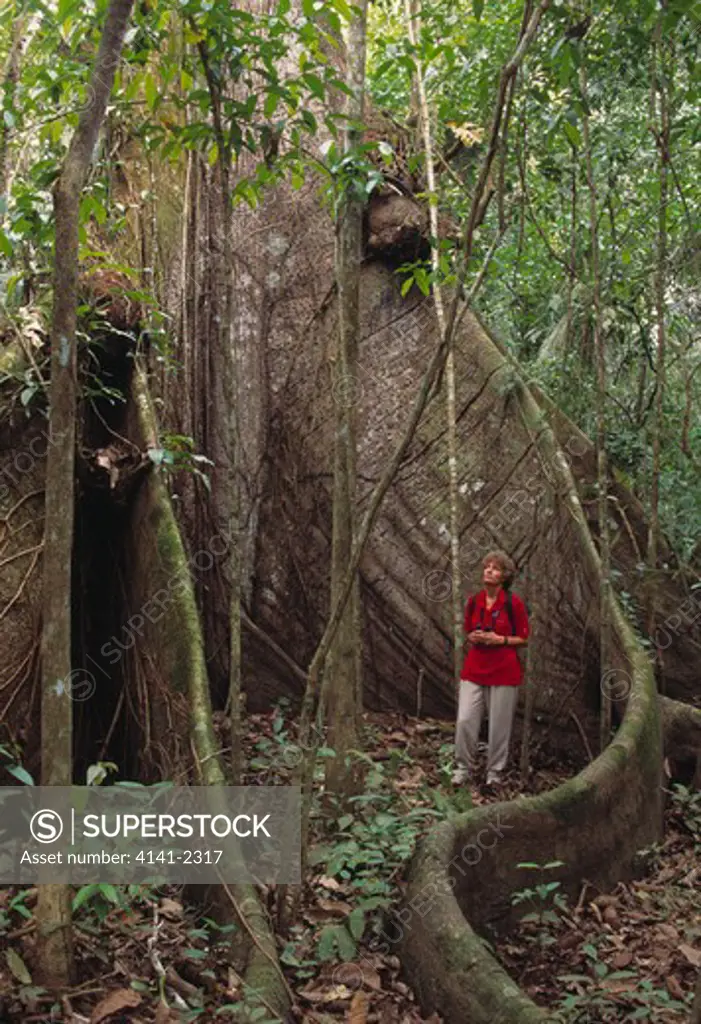 kapok tree or silk cotton tree ceiba sp. woman standing by giant buttress roots. cano negro area, costa rica.