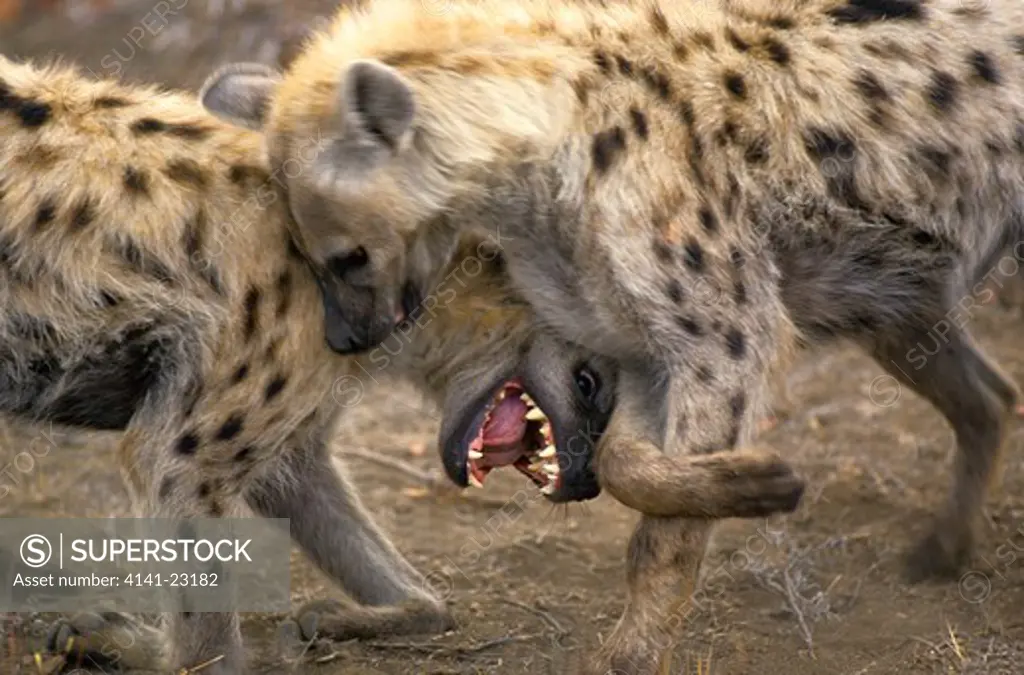 spotted hyena fighting crocuta crocuta kruger national park, south africa