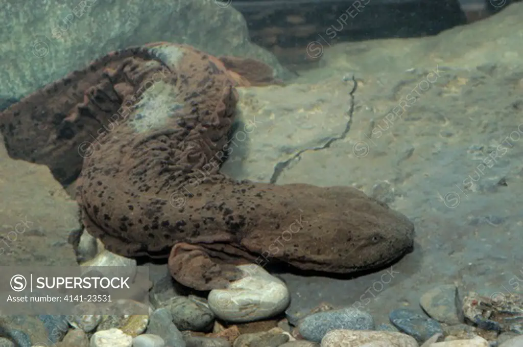 hellbender salamander cryptobranchus alleganiensis ogden, utah, usa 