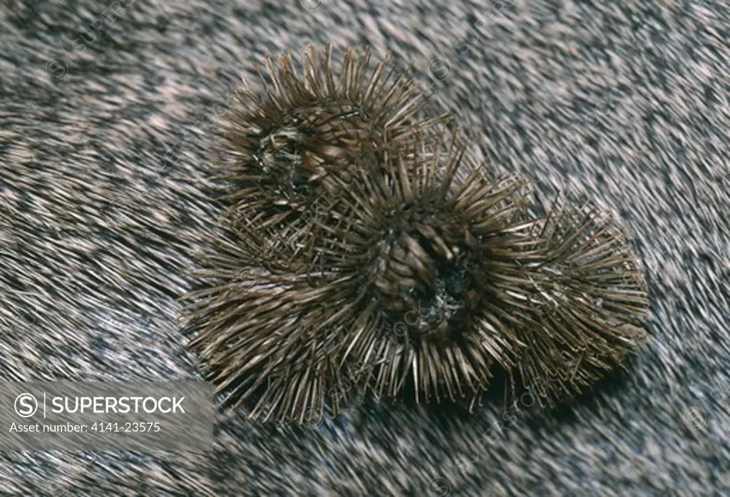 lesser burdock seeds being dispersed in fruits clinging to fur of mule deer burdock arctium minus utah, mid-western usa 