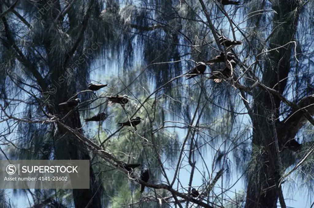 lesser noddy group anous tenuirostris cousin island, seychelles 