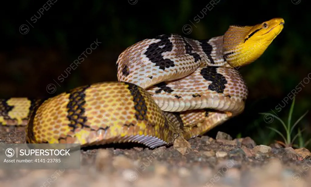 adult dog-toothed cat snake (boiga cynodon) in aggressive posture. danum valley, sabah, borneo.