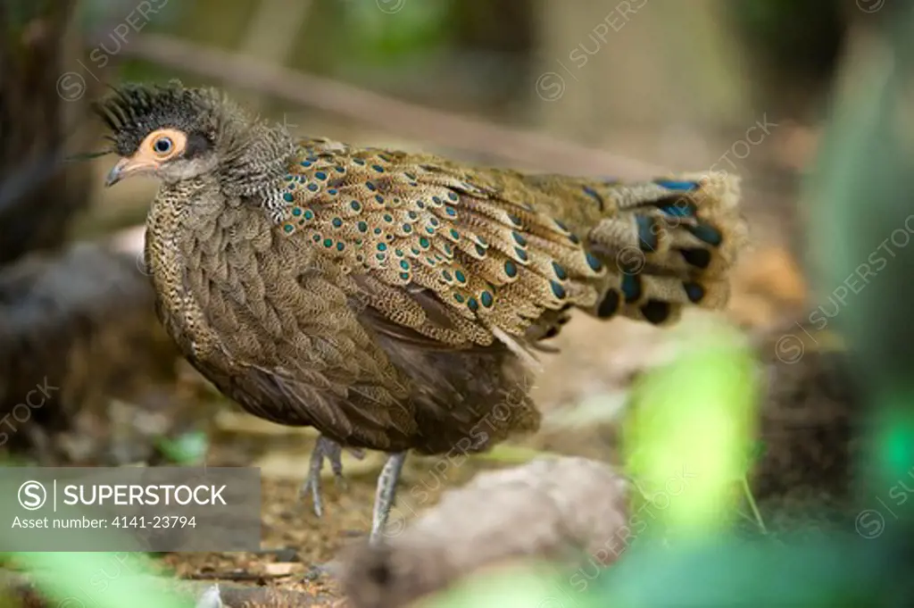 male bornean peacock pheasant (polyplectron schleiermacheri) from primary lowland rainforest areas of kalimantan. endangered. photographed in captivity at jurong bird park, singapore.