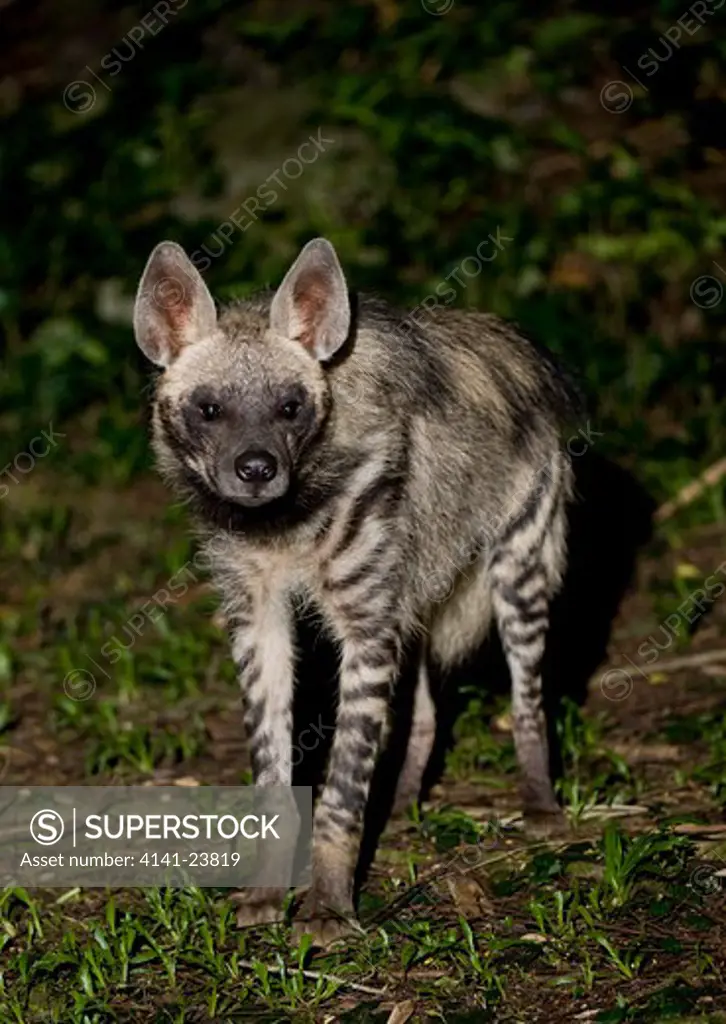 striped hyena (hyaena hyaena). from africa, middle east, pakistan and indian subcontinent. photographed in captivity at singapore zoo.