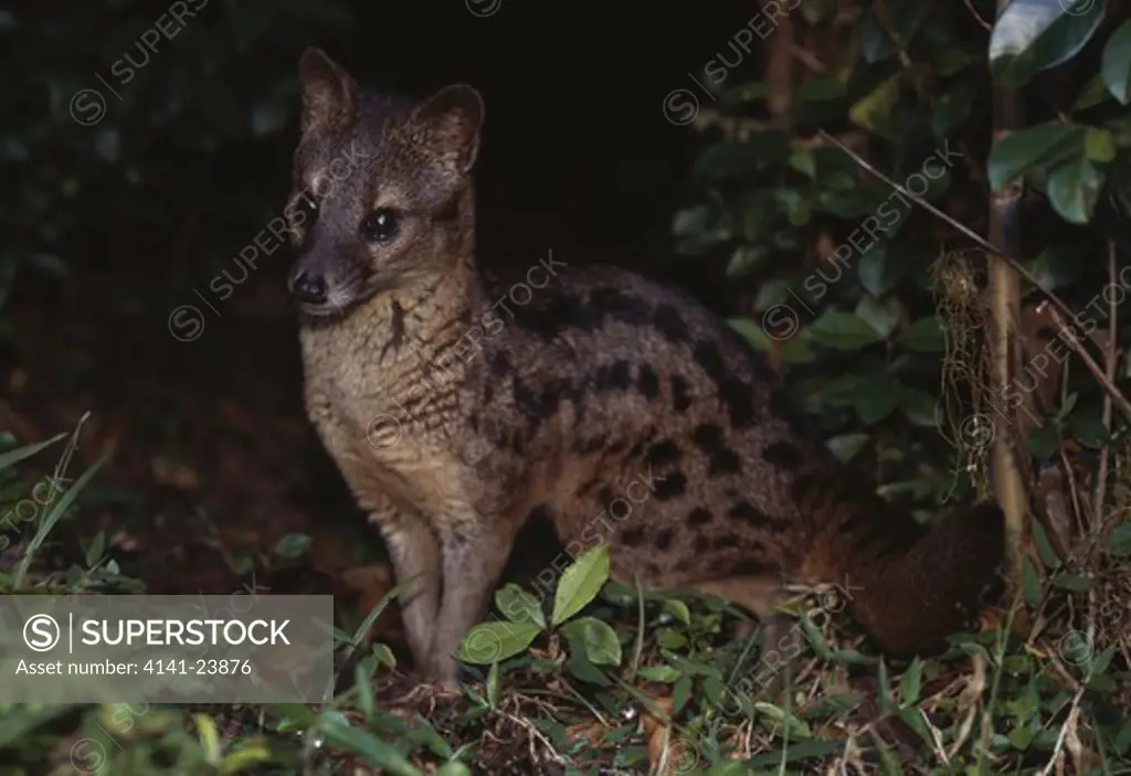 malagasy striped civet or fanaloka fossa fossana ramanofana national park madagascar