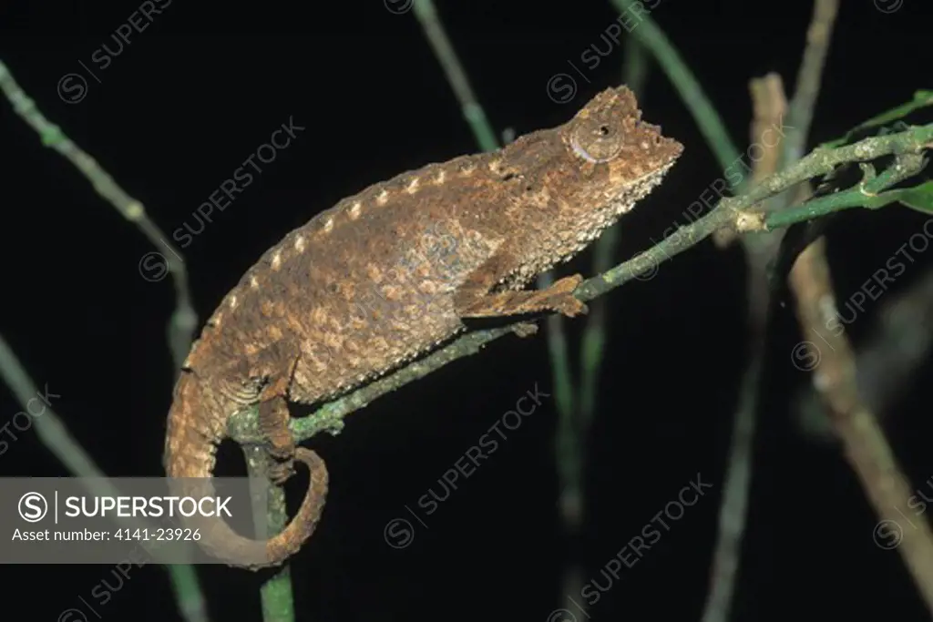 spiny leaf chameleon brookesia decaryi mount d'ambre national park northern madagascar. 