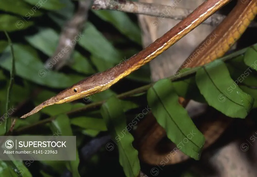 spear-nosed snake male langaha madagascariensis mantadia national park madagascar. 