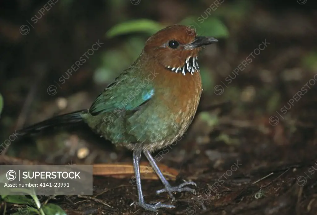 rufous-headed ground-roller atelornis crossleyi on forest floor marojejy national park madagascar 