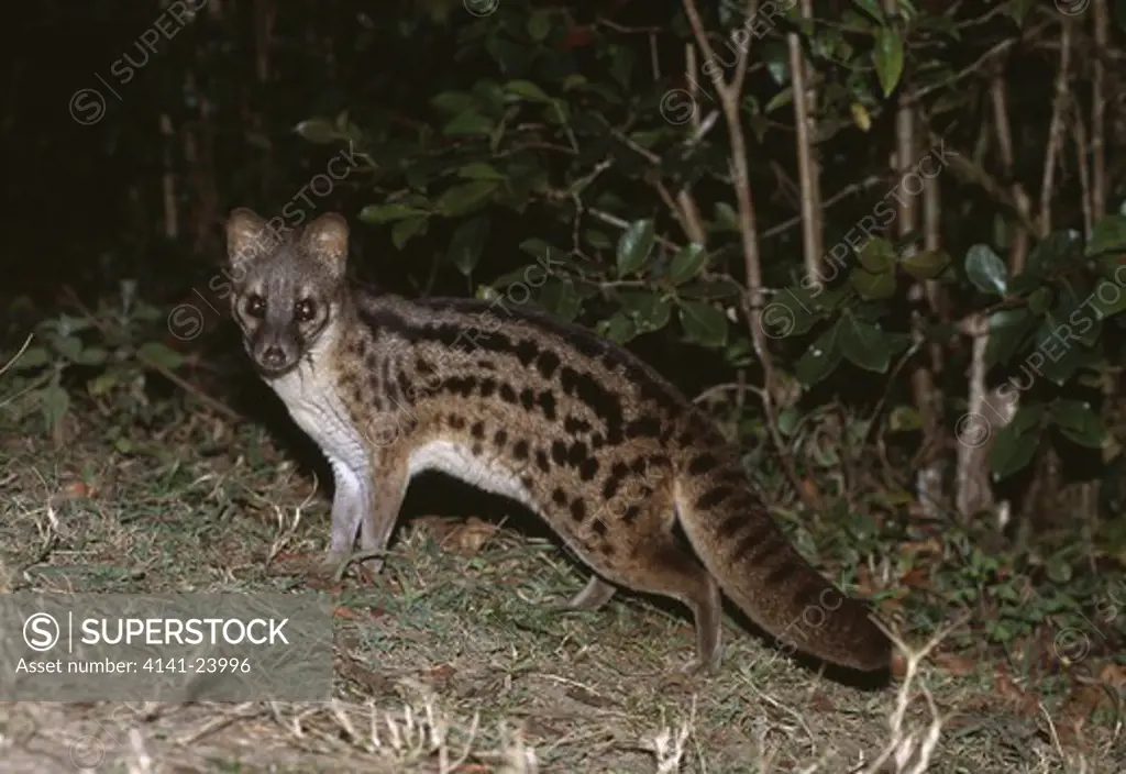 malagasy striped civet foraging fossa fossana at night (known locally as fanaloka) ramanofana national park madagascar 