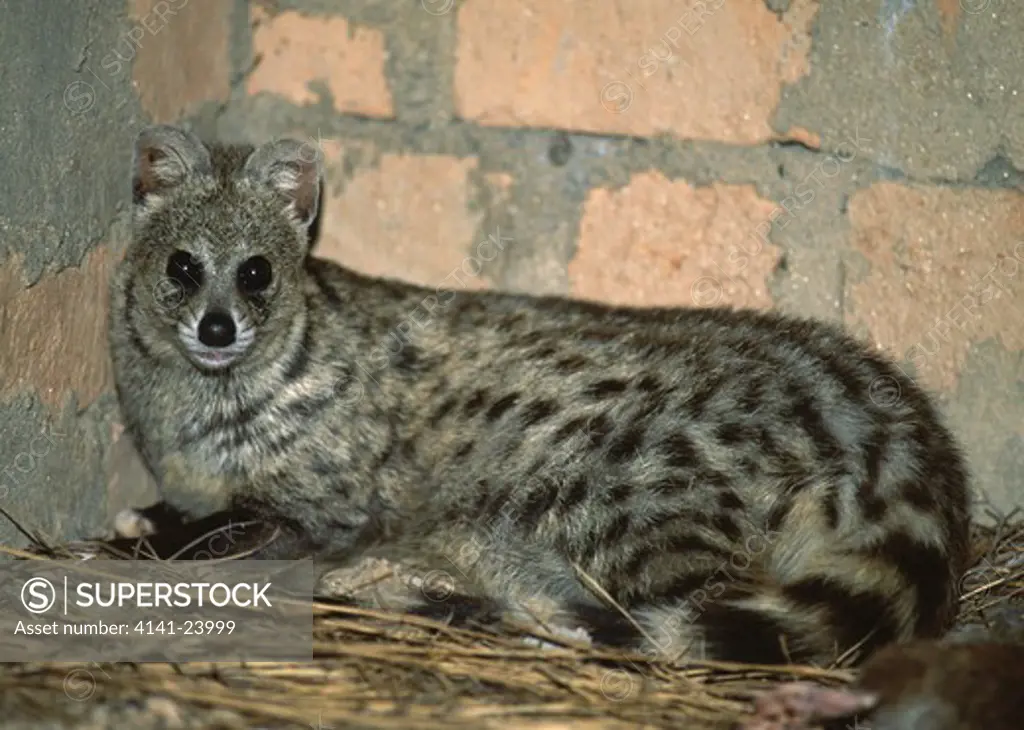 small indian civet resting (in captivity) viverricula indica species introduced to madagascar