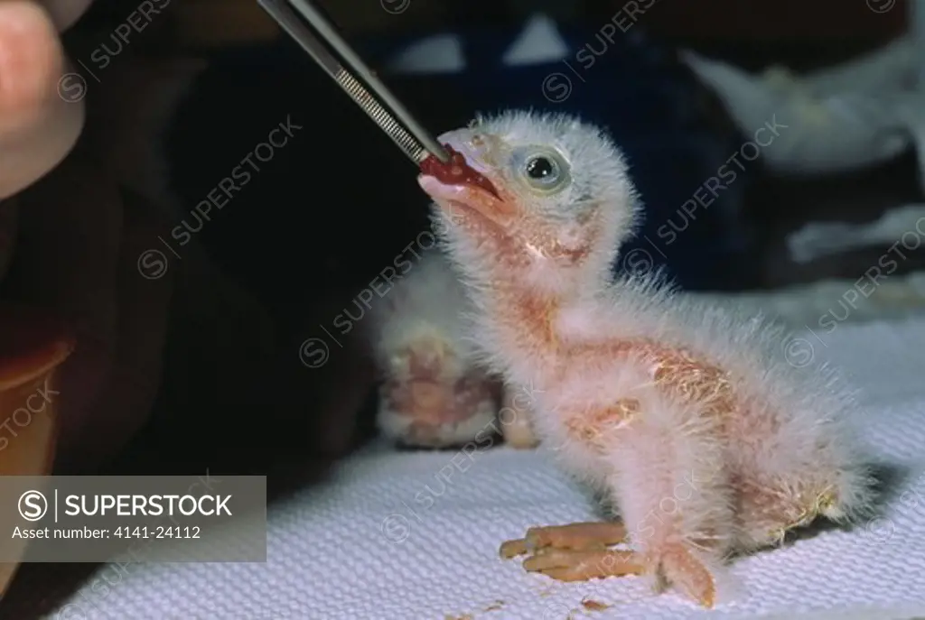 mauritius kestrel chick falco punctatus 5 days old being fed. government aviaries black river mauritius.